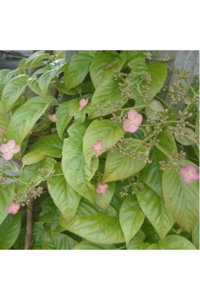 Гортензія черешкова вюнка Круг Корал